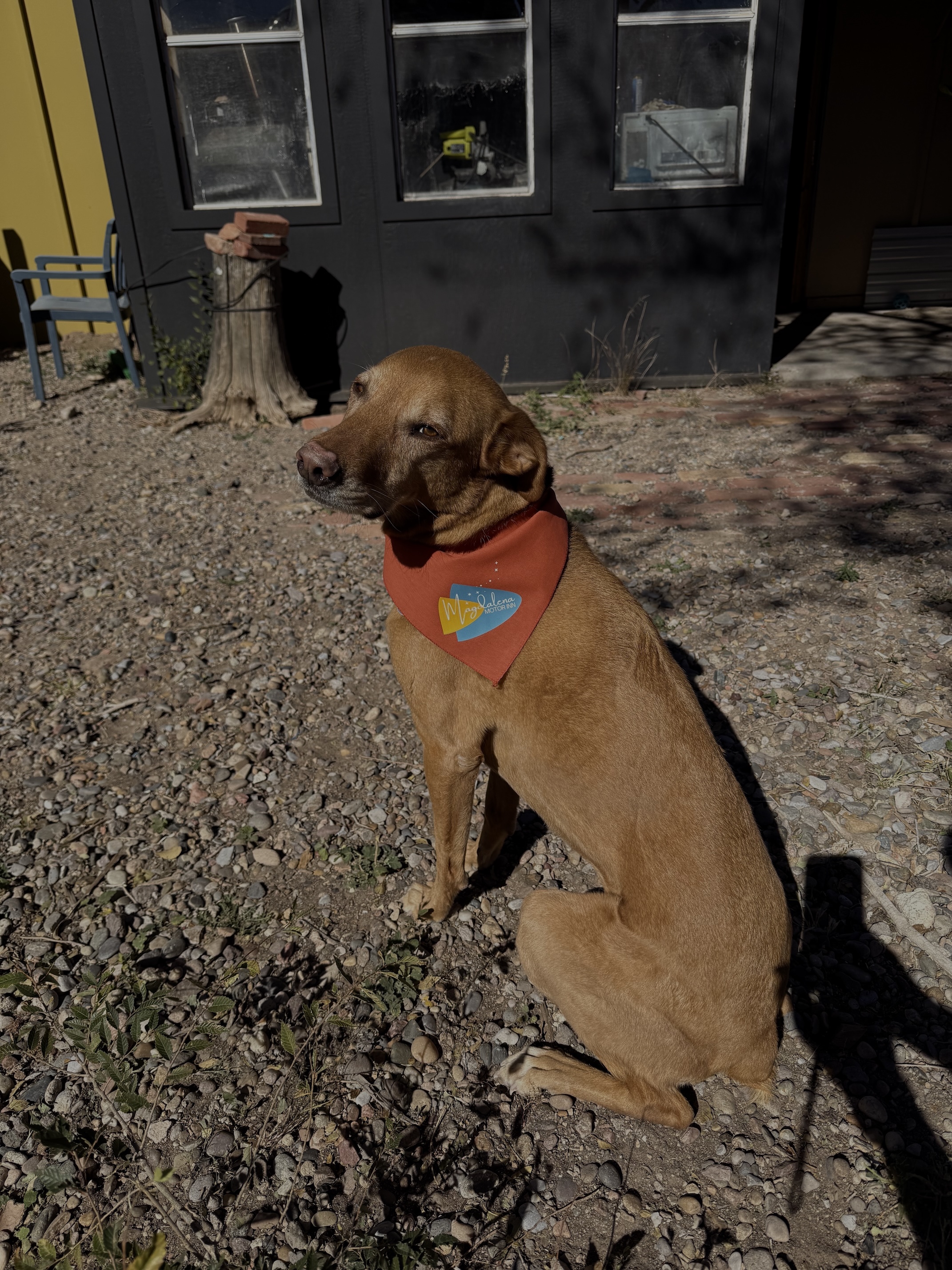 A dog on a road trip
